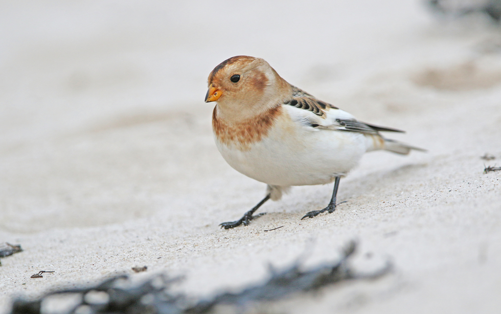 Foto de Snow Bunting