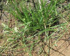 Albuca nelsonii