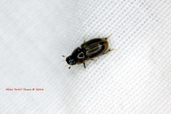 Aphodiini
