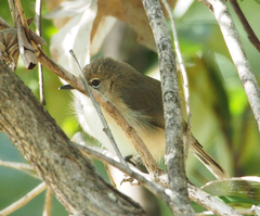 Gerygone magnirostris