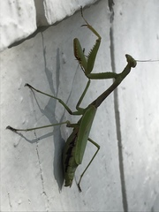 Stagmomantis carolina