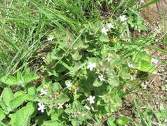 Dyschoriste setigera