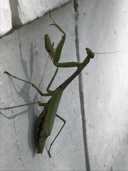 Stagmomantis carolina