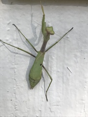 Stagmomantis carolina
