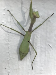 Stagmomantis carolina