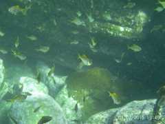 Schuettea scalaripinnis