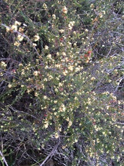 Micrantheum serpentinum