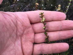 Micrantheum serpentinum