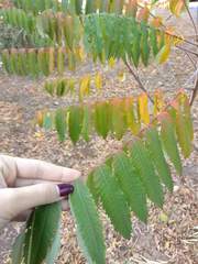 Rhus