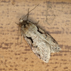 Semioscopis steinkellneriana