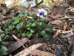 Viola serpentinicola