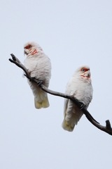 Long-Billed Corella photo 6