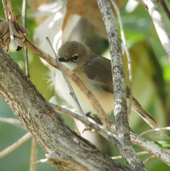 Gerygone magnirostris