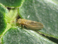 Acizzia jamatonica