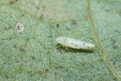 Tautoneura japonica