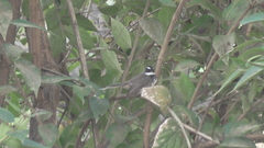 Rhipidura albogularis