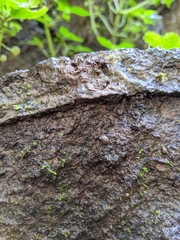 Orientogalba viridis