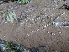 Orientogalba viridis