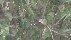 Rhipidura albogularis