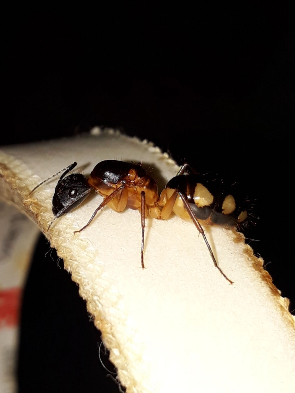 Camponotus substitutus