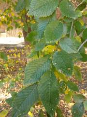 Ulmus