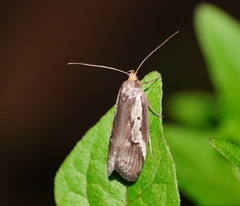 Philobota partitella
