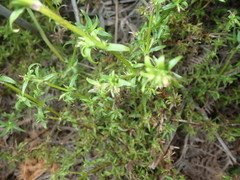 Carpacoce spermacocea