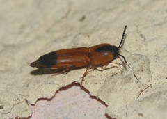 Melanoxanthus melanocephalus