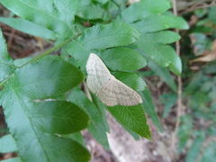 Idaea trisetata