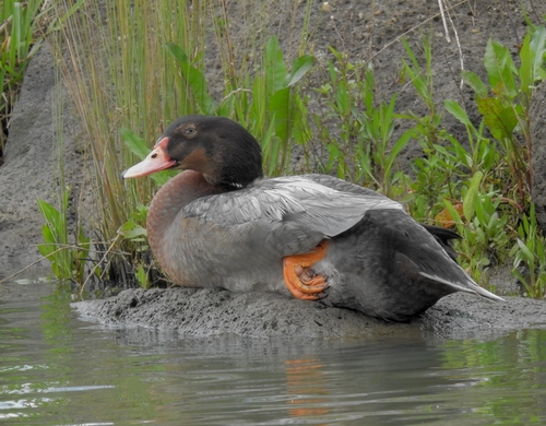 Mallard × Muscovy Duck