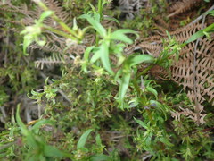 Carpacoce spermacocea