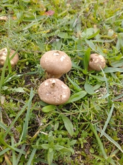 Lycoperdon lividum