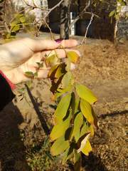 Robinia pseudoacacia