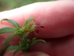 Carpacoce spermacocea