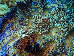 Zebrida adamsii