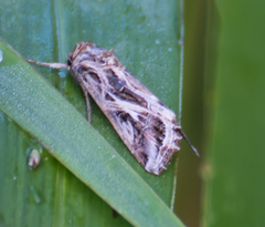 Spodoptera pulchella