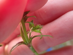 Carpacoce spermacocea