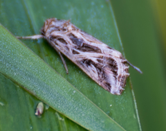 Spodoptera pulchella