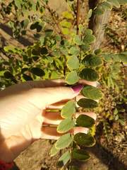 Robinia pseudoacacia