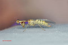 Leptomantispa pulchella