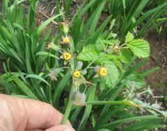 Tulbaghia ludwigiana