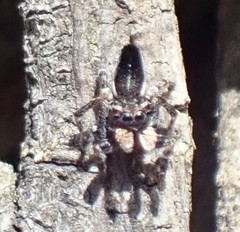 Maratus proszynskii