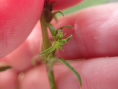 Carpacoce spermacocea