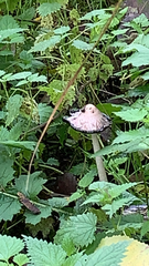 Coprinus comatus