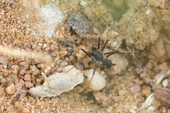 Liophrurillus flavitarsis