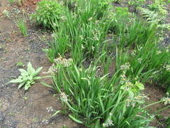 Tulbaghia ludwigiana