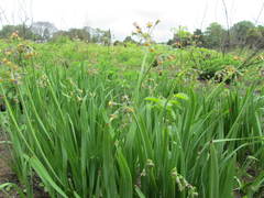 Tulbaghia ludwigiana