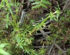 Carpacoce spermacocea
