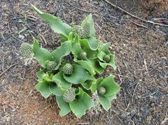 Ledebouria revoluta