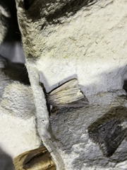 Mythimna riparia
